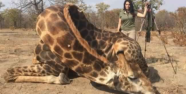 Sabrina Corgatelli US huntress sparks fury by posting selfie with dead giraffe in South Africa Sabrina Corgatelli US huntress sparks fury by posting selfie with dead giraffe in South Africa