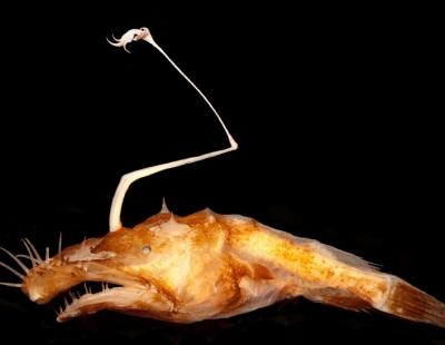 Scary Looking Fish : Researchers discover a new deep-sea fish species