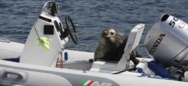 Smart seal escapes B.C killer whales by hopping in boat (Video)