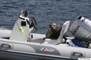 Smart seal escapes B.C killer whales by hopping in boat (Video)