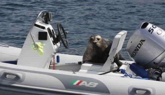 Smart seal escapes B.C killer whales by hopping in boat (Video)