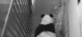 Surviving panda cub is a male, fathered by Tian Tian (Photo)
