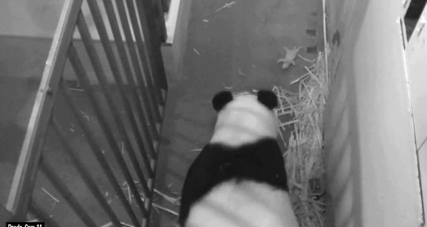Surviving panda cub is a male, fathered by Tian Tian (Photo)