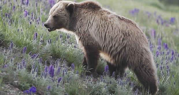 Us Hiker Found Dead in Yellowstone National Park