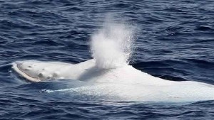 White Humpback Whale Spotted Off Australia's Gold Coast (Video)