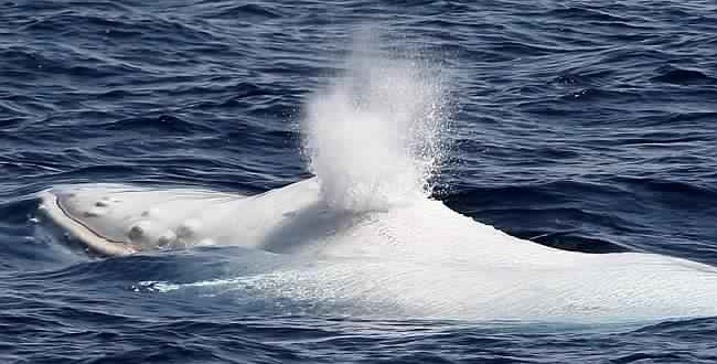 White Humpback Whale Spotted Off Australia's Gold Coast (Video)