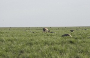 60,000 Antelope Mysteriously Died in four Days