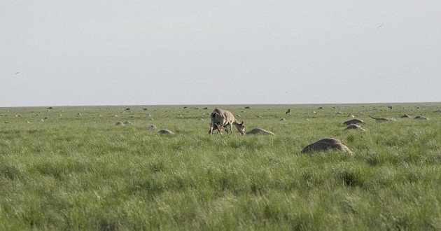 60,000 Antelope Mysteriously Died in four Days