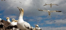 90 Percent of birds Have Plastics in Their Gut, Study Reveals