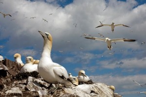 90 Percent of birds Have Plastics in Their Gut, Study Reveals