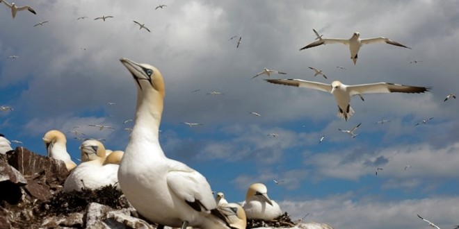 90 Percent of birds Have Plastics in Their Gut, Study Reveals