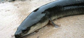 American eels may soon be protected by Endangered Species Act, Report