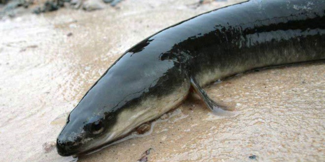 American eels may soon be protected by Endangered Species Act “Report”