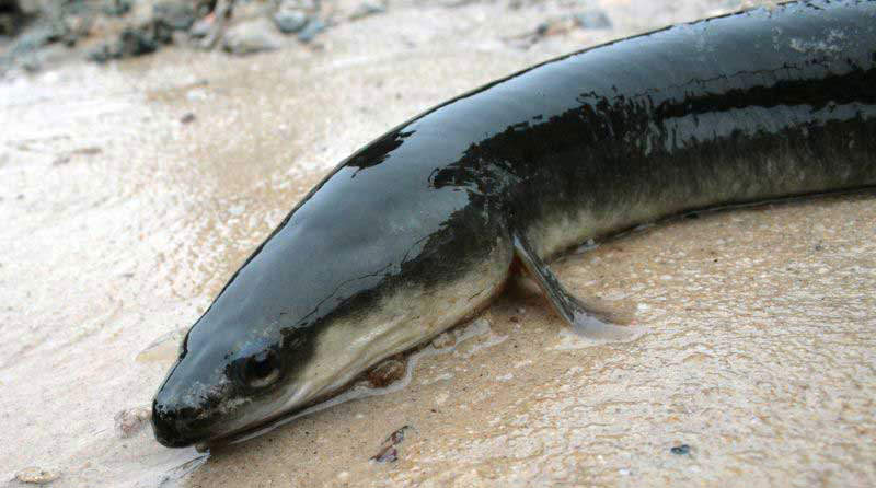 American eels may soon be protected by Endangered Species Act "Report