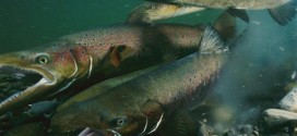 Ancient Alaskans were fishing for salmon 11500 years ago, study finds