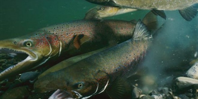 Ancient Alaskans were fishing for salmon 11500 years ago, study finds