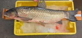 Asian carp found in Lake Erie, Ministry of Natural Resources says