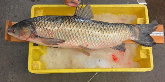Asian carp found in Lake Erie, Ministry of Natural Resources says