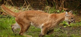 BC Dad saves toddler from cougar attack