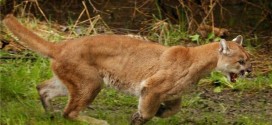 BC Dad saves toddler from cougar attack