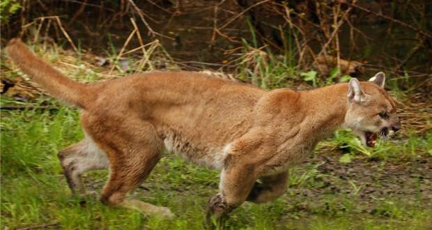 BC Dad saves toddler from cougar attack