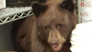 Bear Asleep In Pizza Shop? Bear cub turns down lunch to take a nap in Colorado Springs pizzeria