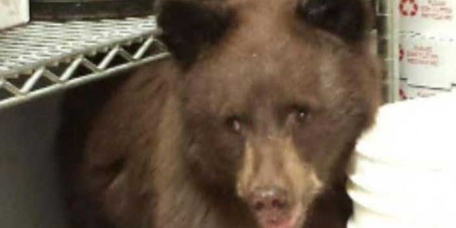 Bear Asleep In Pizza Shop? Bear cub turns down lunch to take a nap in Colorado Springs pizzeria