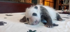 Bei Bei: Michelle Obama and China's First Lady Named a Panda Cub