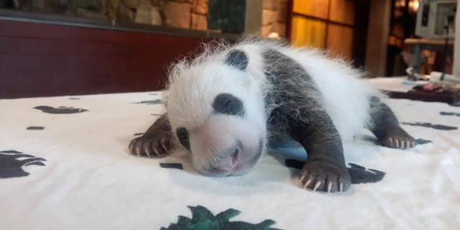 Bei Bei: Michelle Obama and China’s First Lady Named a Panda Cub “Video”