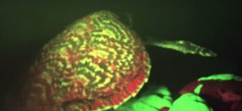 Biofluorescent Turtle Spotted Off Solomon Islands (Incredible video)