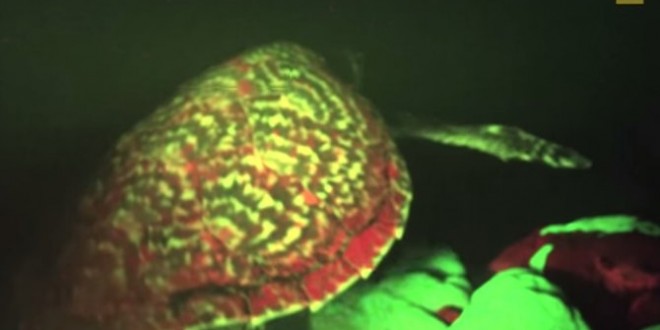 Biofluorescent Turtle Spotted Off Solomon Islands (Incredible video)
