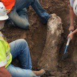 California Construction Firm Reveals Ice Age Mammoth Fossils (Photo)