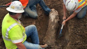 California Construction Firm Reveals Ice Age Mammoth Fossils (Photo)