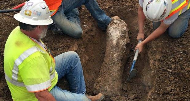 California Construction Firm Reveals Ice Age Mammoth Fossils ‘Photo’