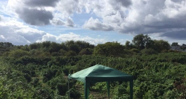 Cannabis 'forest' discovered in London