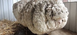 Chris The Sheep, yields 40 kilograms of wool (Photo)