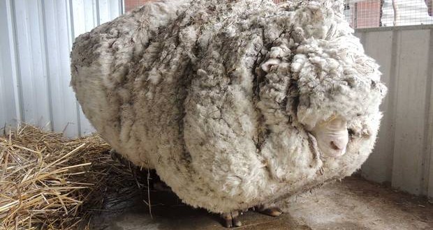 Chris The Sheep, yields 40 kilograms of wool ‘Photo’