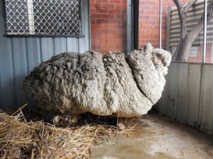 Chris The Sheep, yields 40 kilograms of wool (Photo)