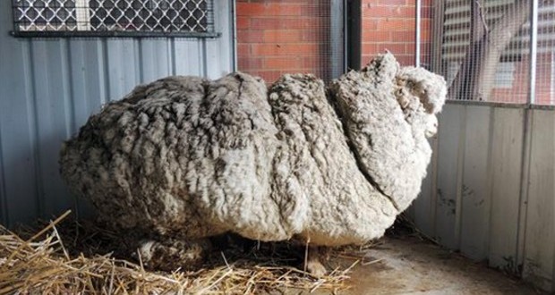 Chris The Sheep, yields 40 kilograms of wool (Photo)