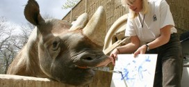 Denver zoo mourns death of beloved black rhinoceros known for his paintings
