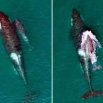 Drones capture exciting new pictures of baby orca (Photo)