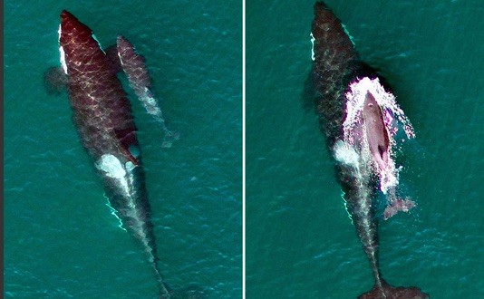 Drones capture exciting new pictures of baby orca (Photo)