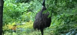 Emu: Exotic Australian bird loose in New Hampshire (Video)