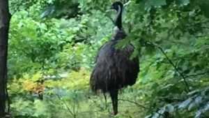 Emu: Exotic Australian bird loose in New Hampshire (Video)