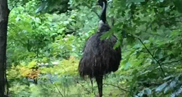 Emu Exotic Australian bird loose in New Hampshire (Video)