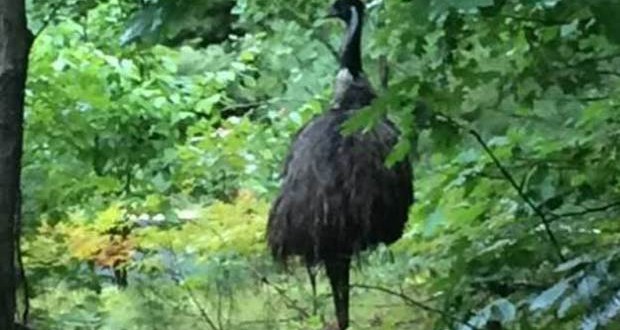 Emu: Exotic Australian bird loose in New Hampshire (Video)