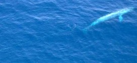 Entangled Blue Whale May Be in Mexico (Update)
