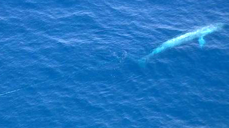 Entangled Blue Whale May Be in Mexico (Update)