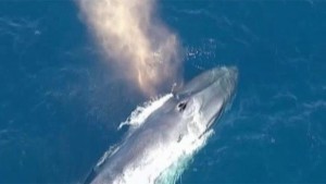 Entangled blue whale spotted off southern California coast, rescuers keeping watch