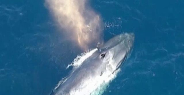 Entangled blue whale spotted off southern California coast, rescuers keeping watch Entangled blue whale spotted off southern California coast, rescuers keeping watch